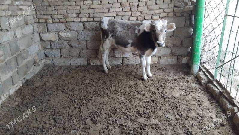 OKÜZ ŞWES - Ашхабад - img 2