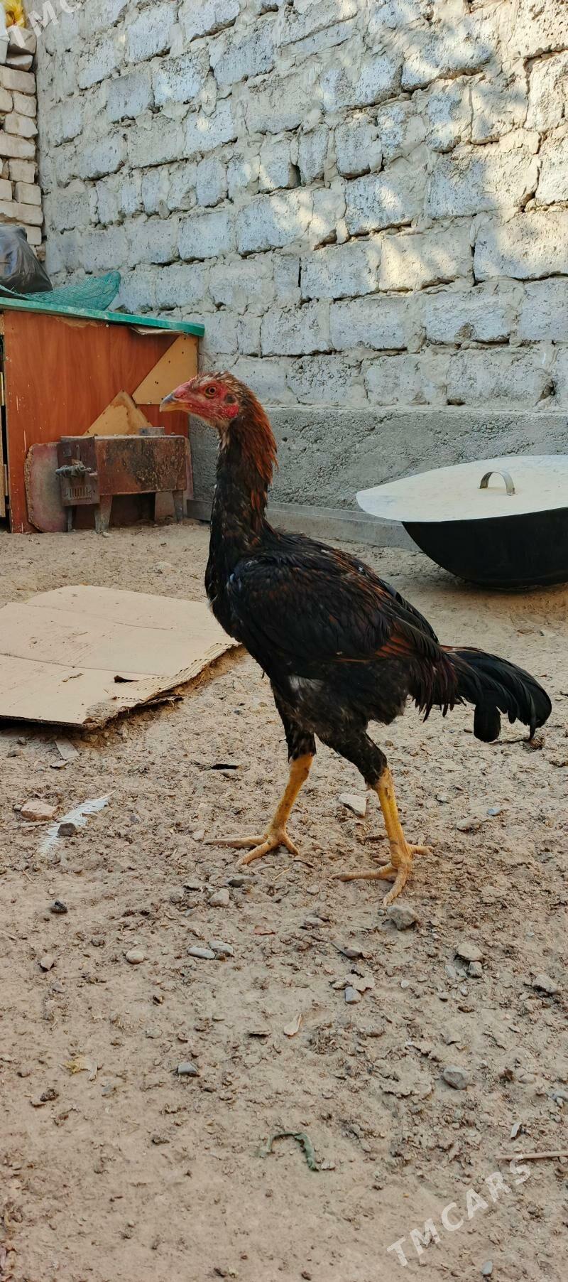 Taşkent - Чоганлы - img 3