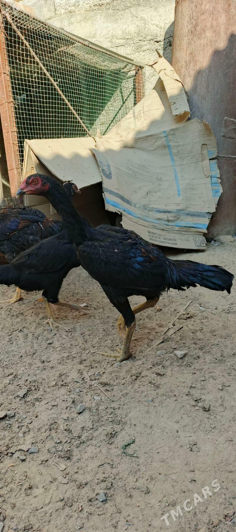 Taşkent - Чоганлы - img 2