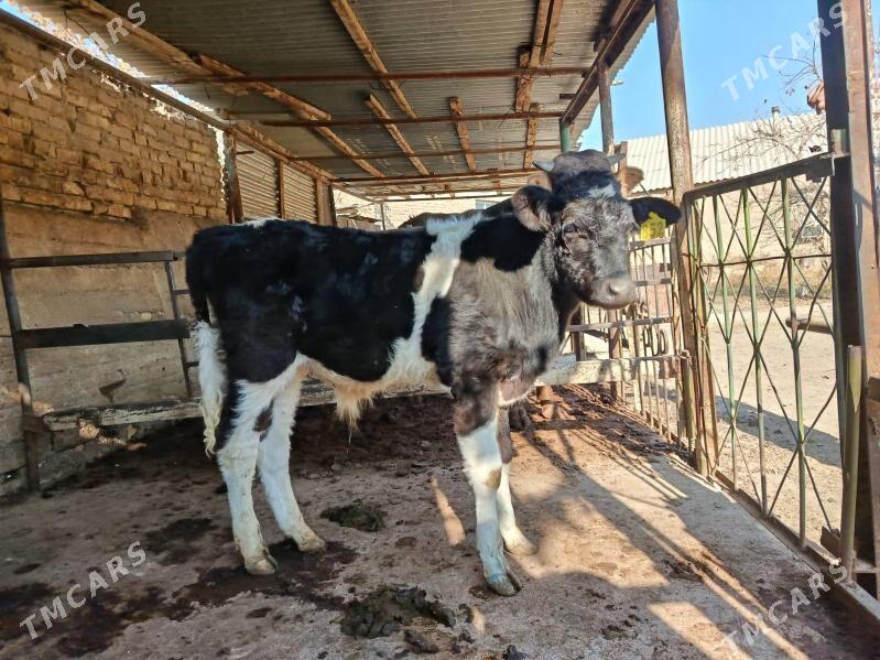 okuz - Ашхабад - img 2