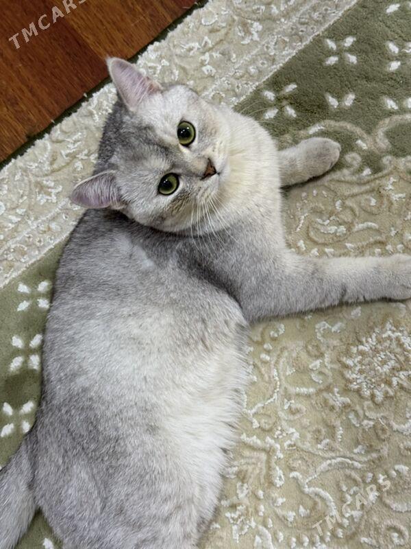 кот для  свидания - Aşgabat - img 6