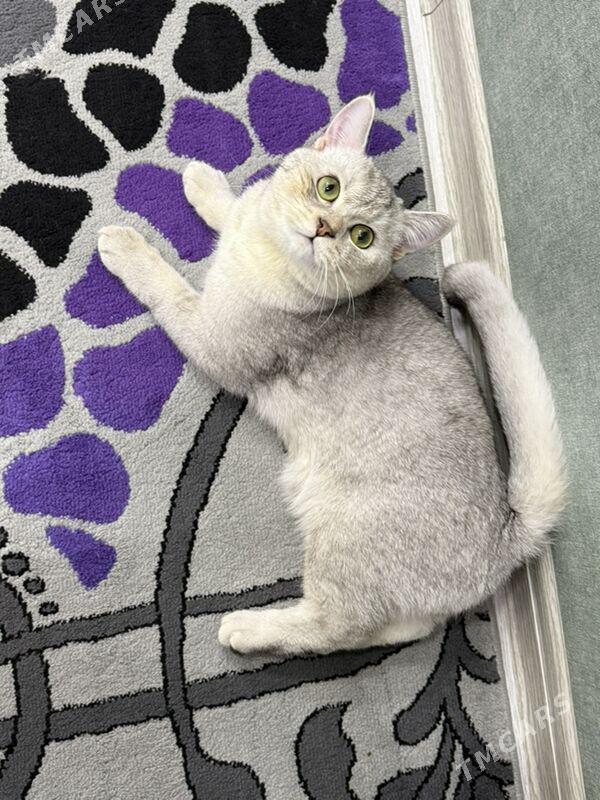 кот для  свидания - Aşgabat - img 2