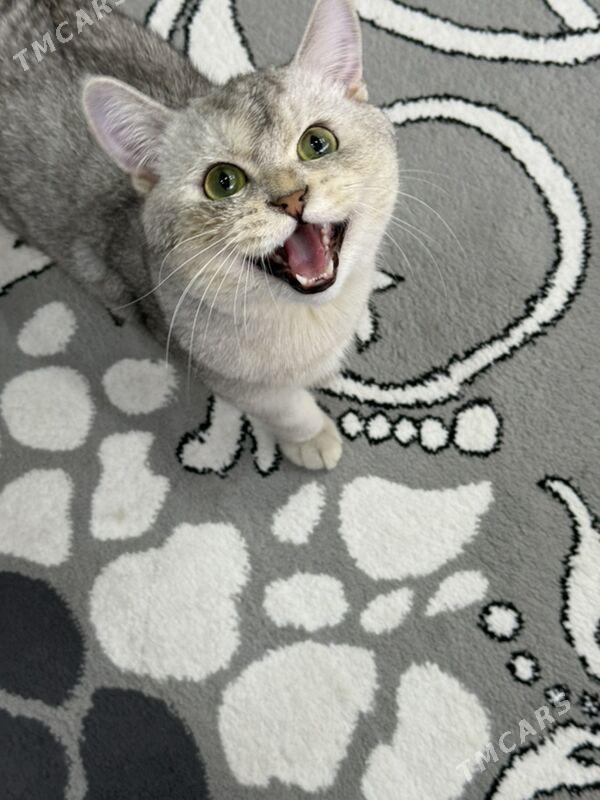 кот для  свидания - Aşgabat - img 5