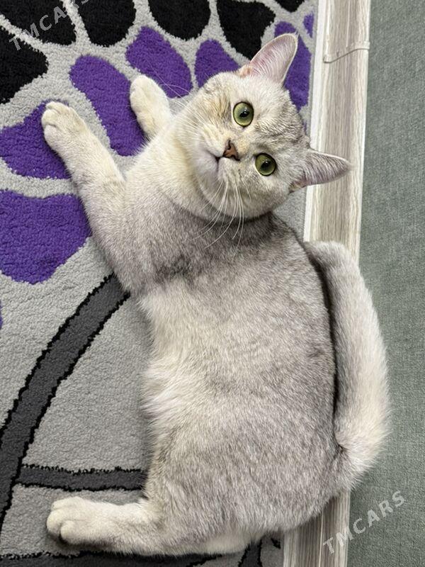 кот для  свидания - Aşgabat - img 4