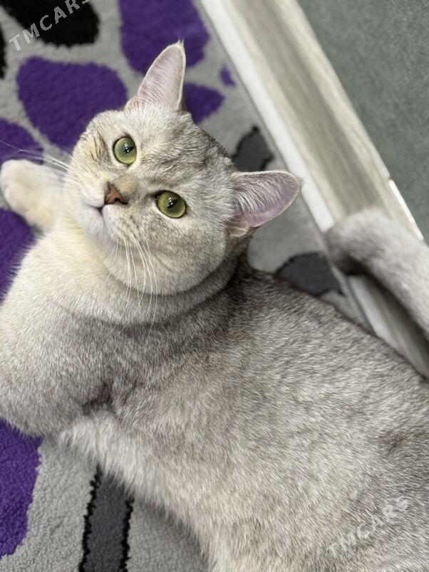 кот для  свидания - Aşgabat - img 3