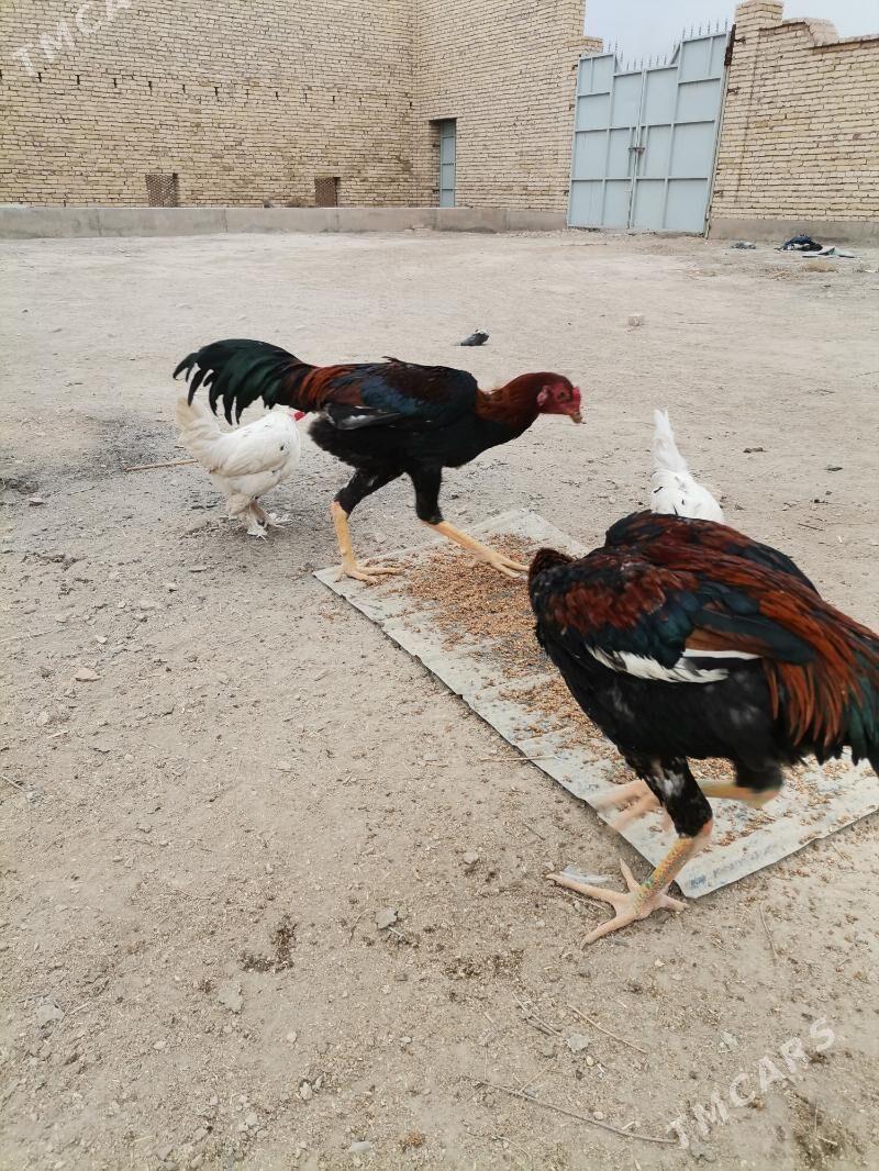 Horaz - Туркменабат - img 1