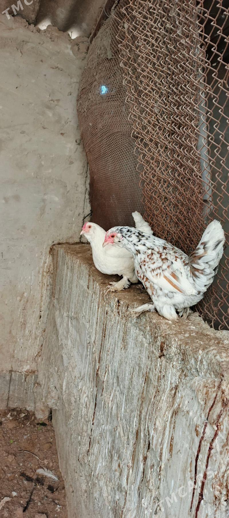 karlik - Çoganly - img 2