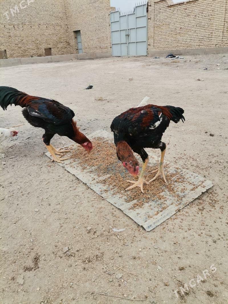 Horaz - Туркменабат - img 3