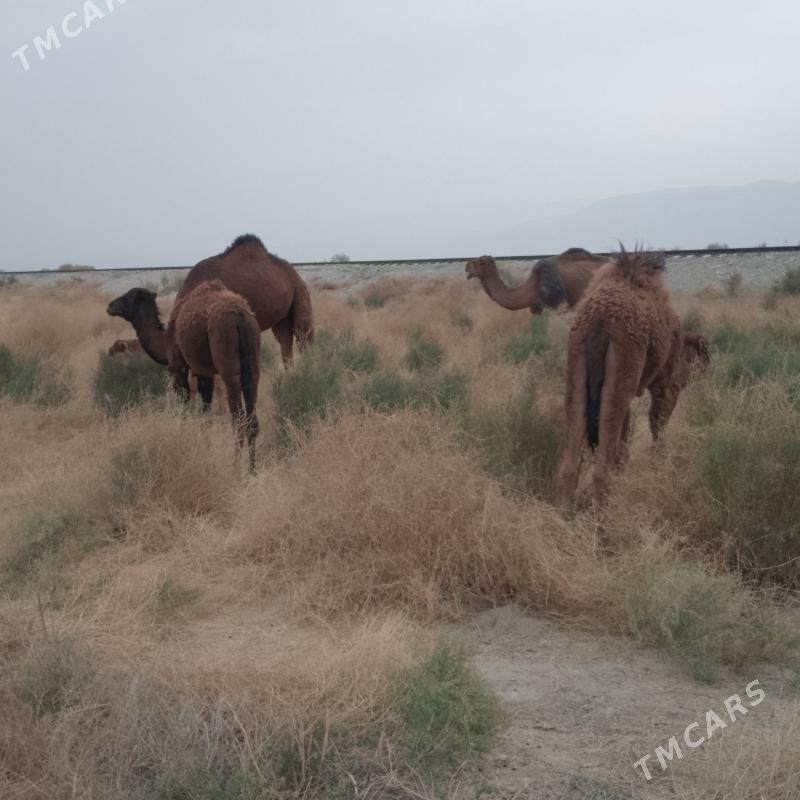 İki sanak torumul düýe - Ýaşlyk - img 3