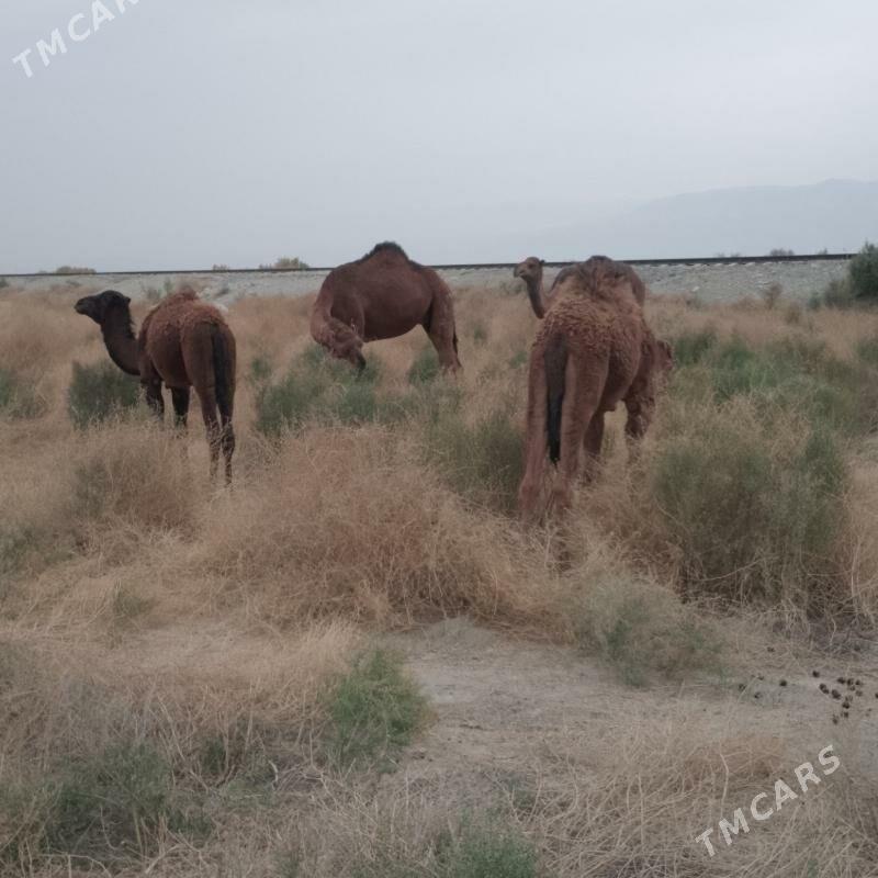 İki sanak torumul düýe - Ýaşlyk - img 2