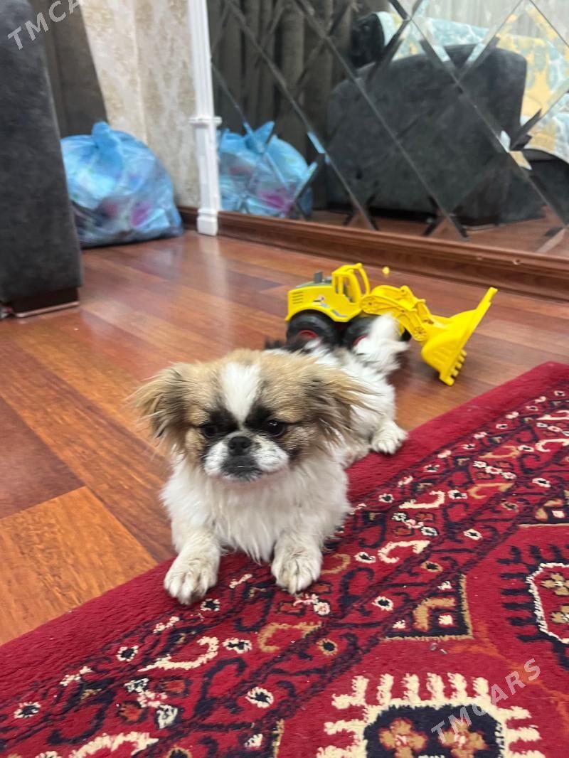 Щёнок королевцкий пекинез - Туркменабат - img 1