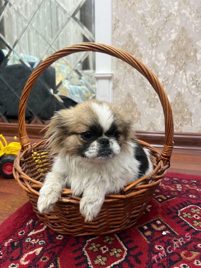 Щёнок королевцкий пекинез - Туркменабат - img 4