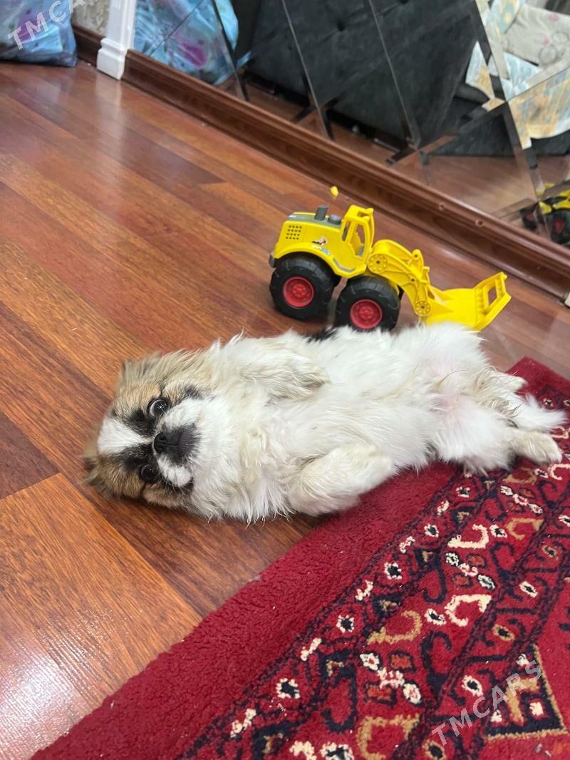 Щёнок королевцкий пекинез - Туркменабат - img 5