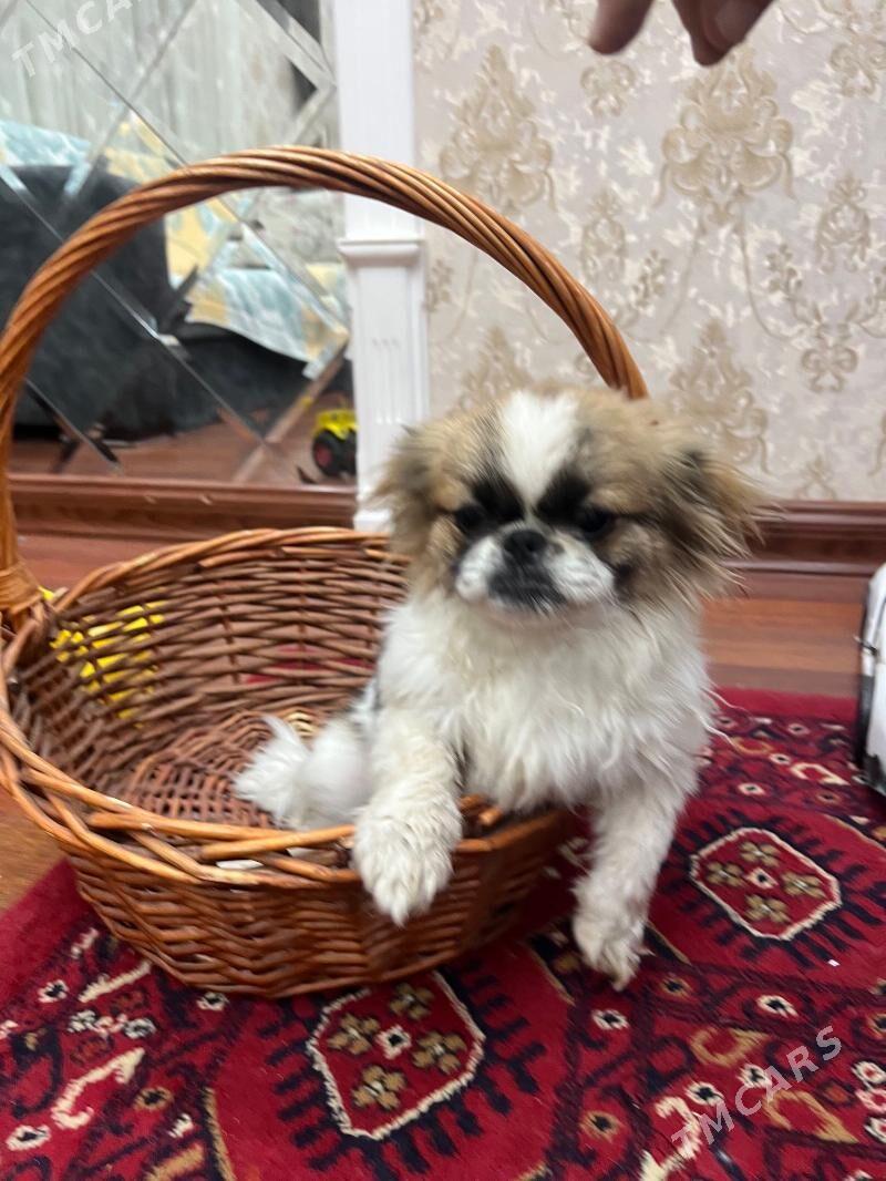 Щёнок королевцкий пекинез - Туркменабат - img 3