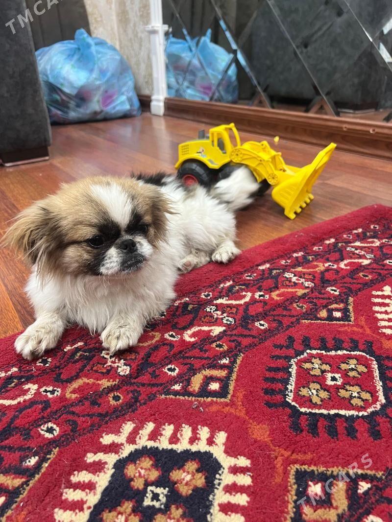 Щёнок королевцкий пекинез - Туркменабат - img 2