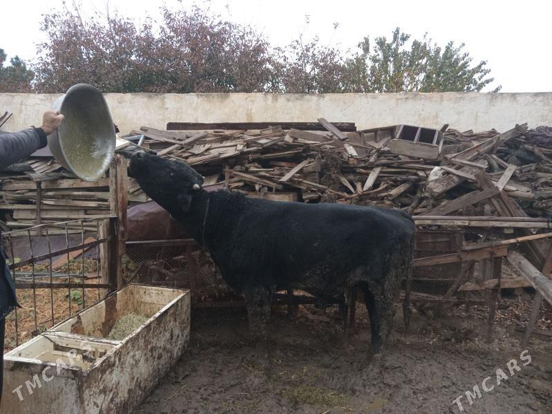 öküz - Бахарден - img 2