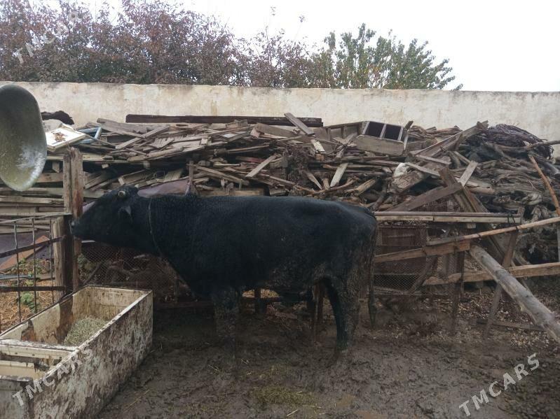 öküz - Бахарден - img 1