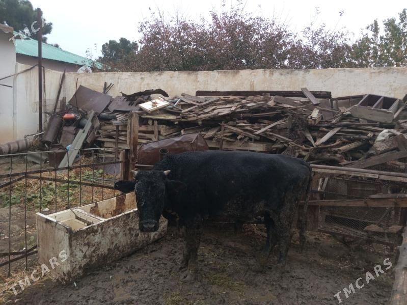 öküz - Бахарден - img 3