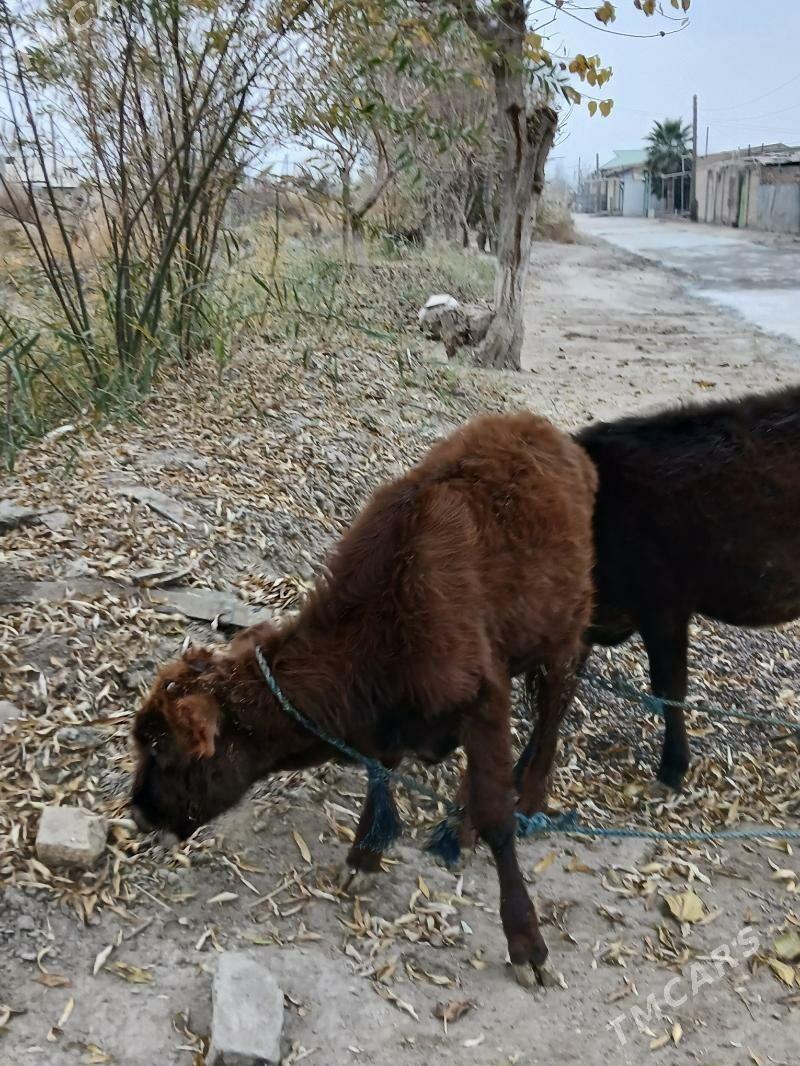 unajyn - Туркменабат - img 2