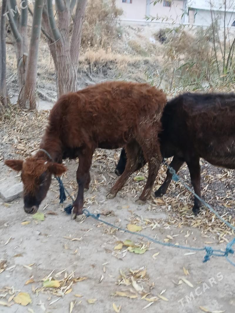 unajyn - Туркменабат - img 3