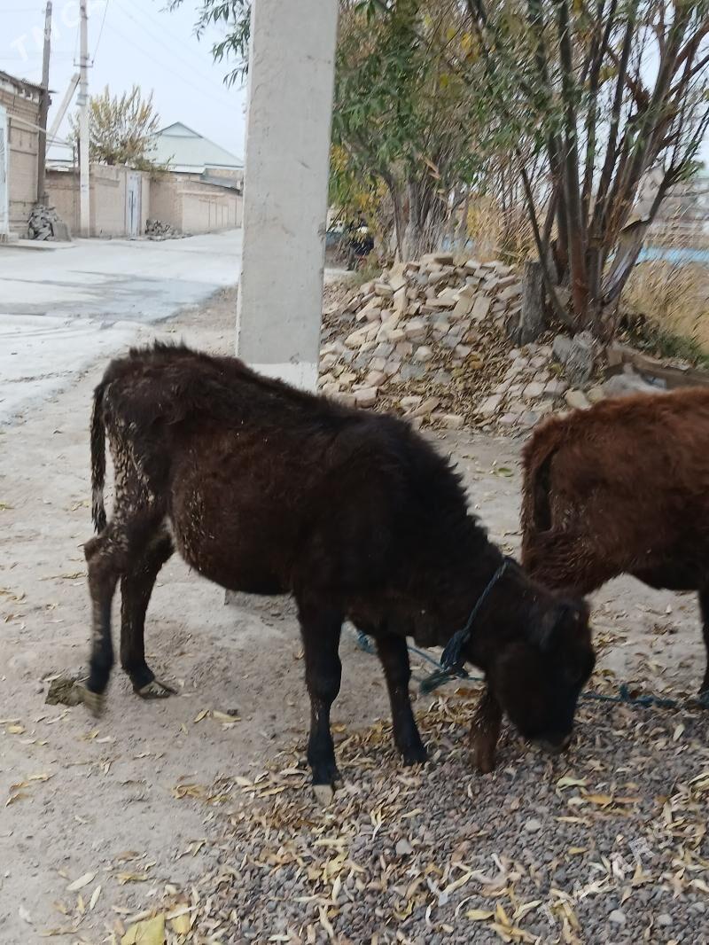 unajyn - Туркменабат - img 4