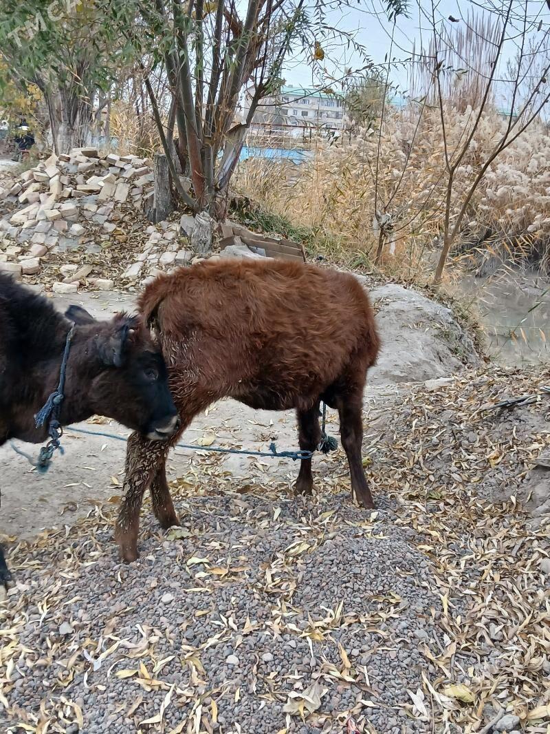 unajyn - Туркменабат - img 6