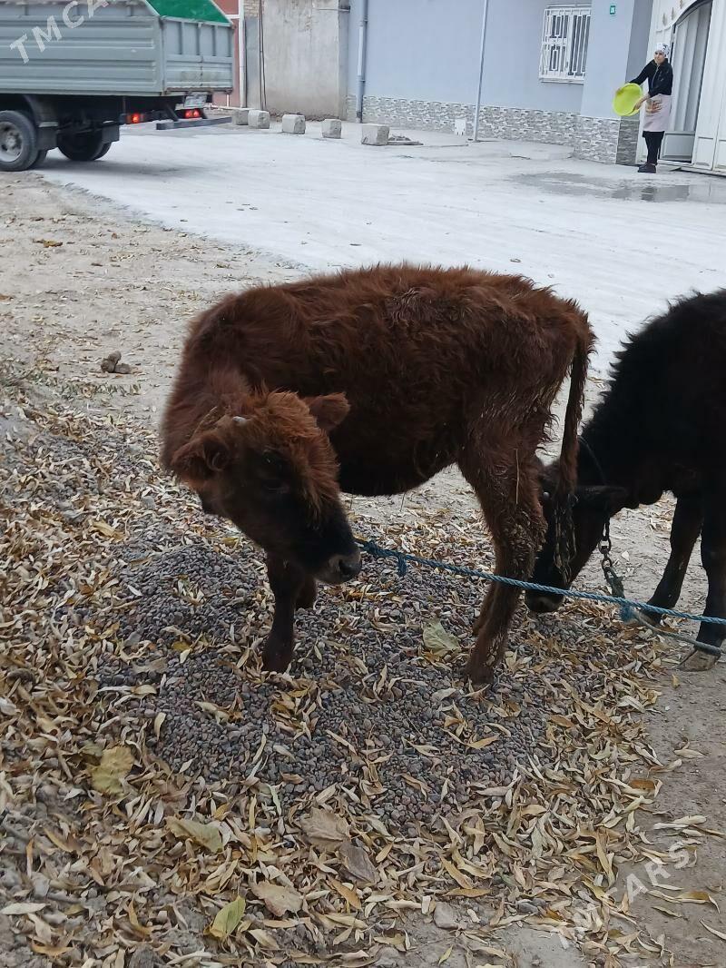 unajyn - Туркменабат - img 7