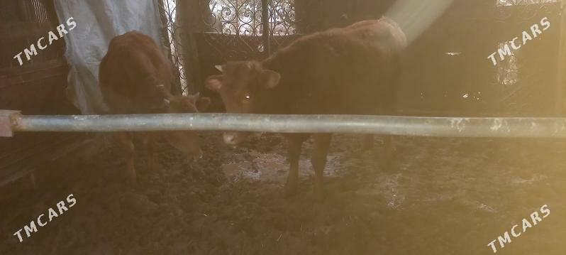 baky gulajyn - Mary - img 2