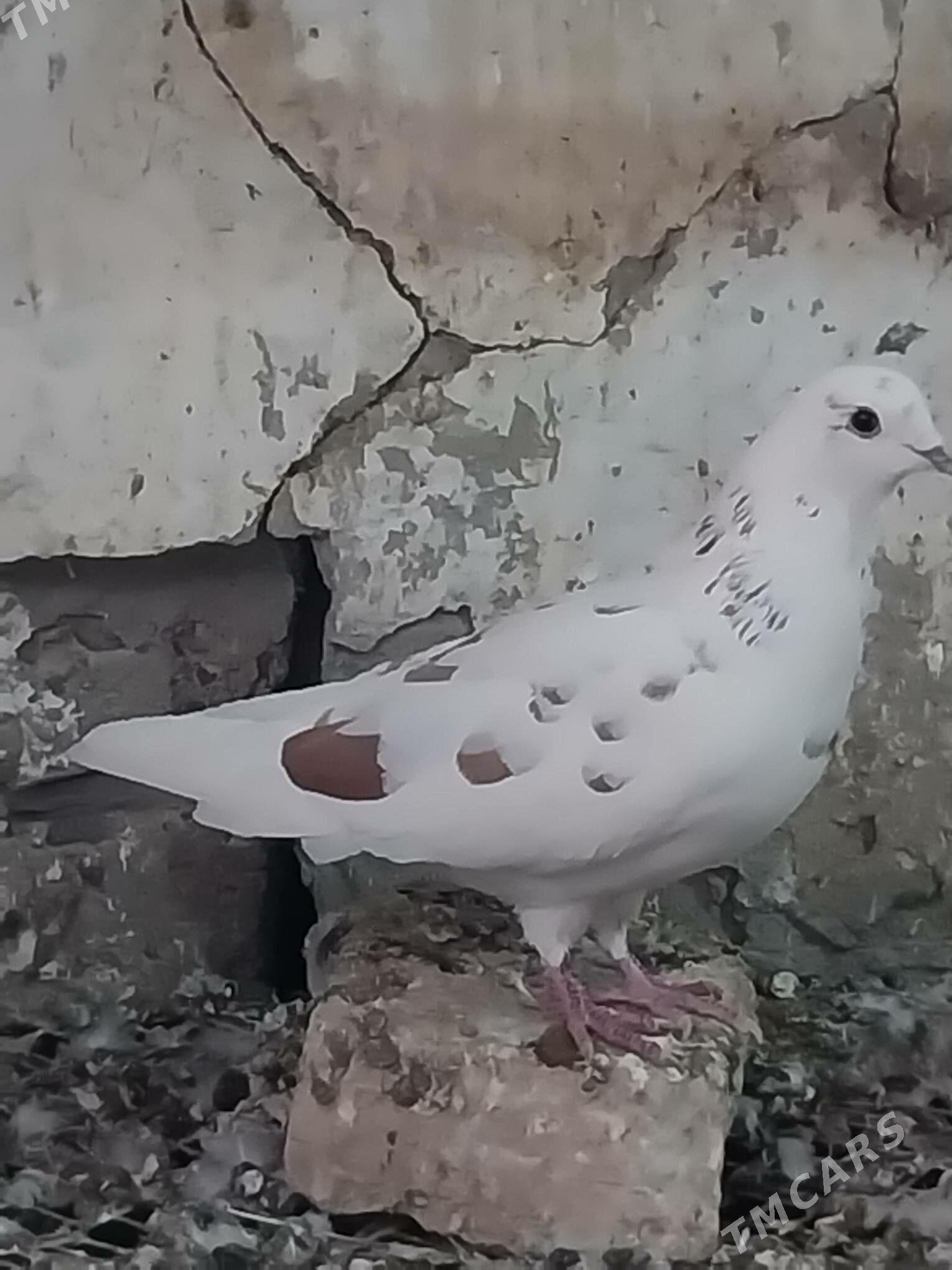 KEPDERI. - Мургап - img 4