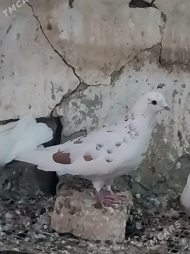 KEPDERI. - Мургап - img 2