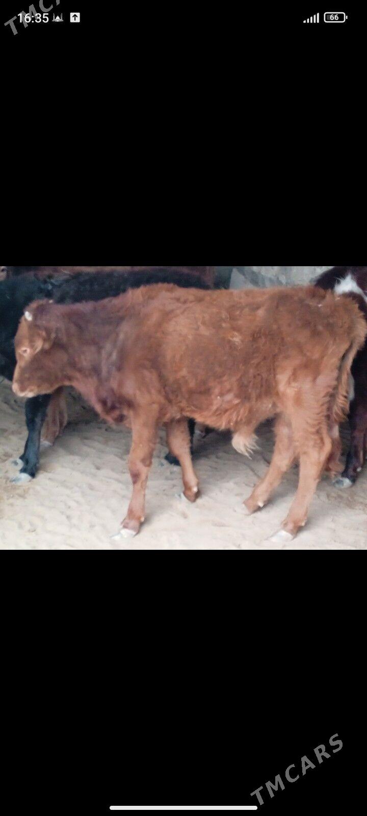 gole - Балканабат - img 2