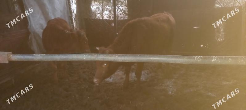 baky gulajyn - Mary - img 3