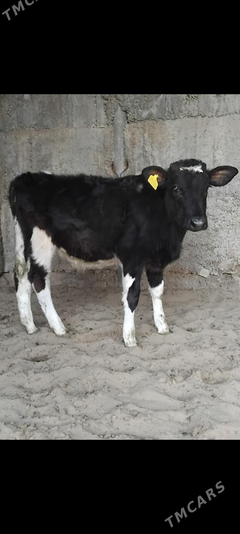 GIBRIT OKUZ - Бузмеин - img 8