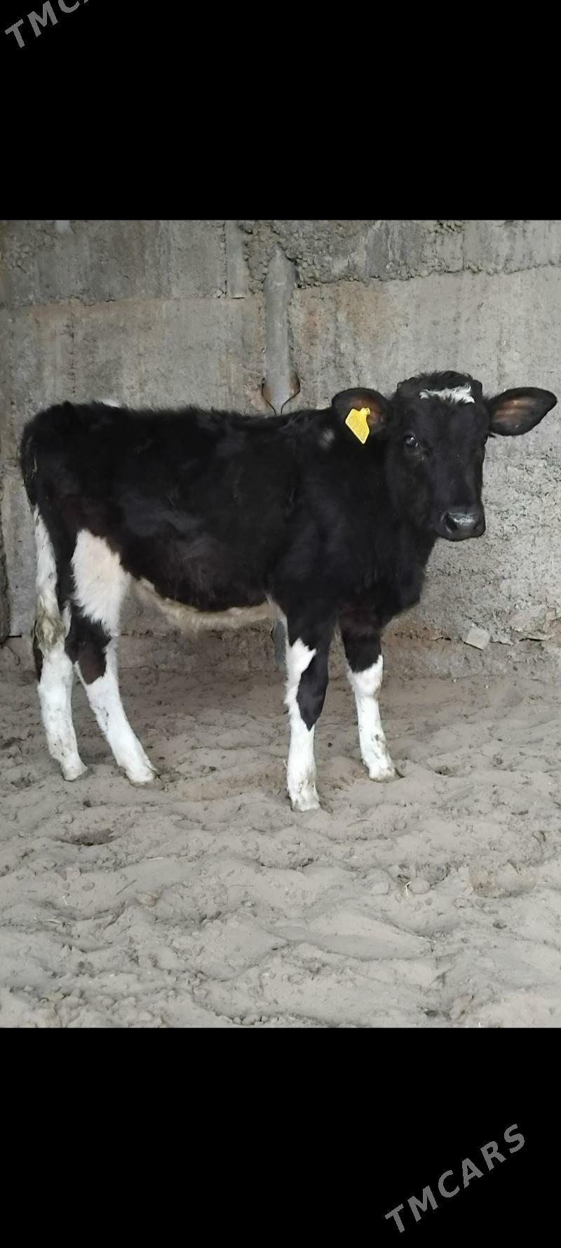 GIBRIT OKUZ - Бузмеин - img 4