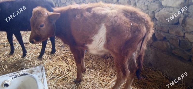 окуз - Джебел - img 4