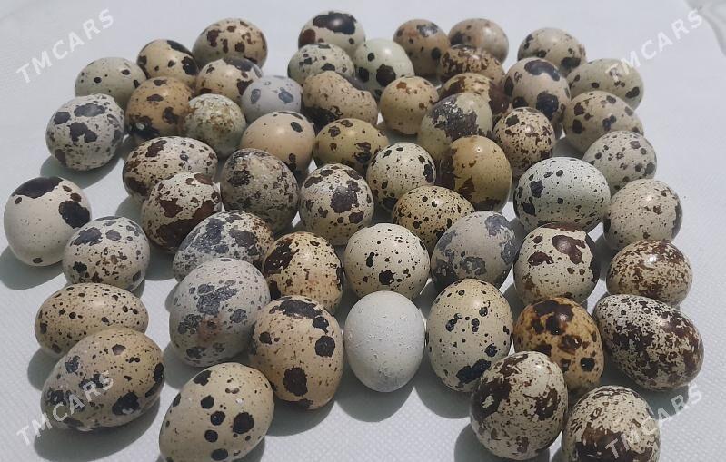 bedene - Kerki - img 3