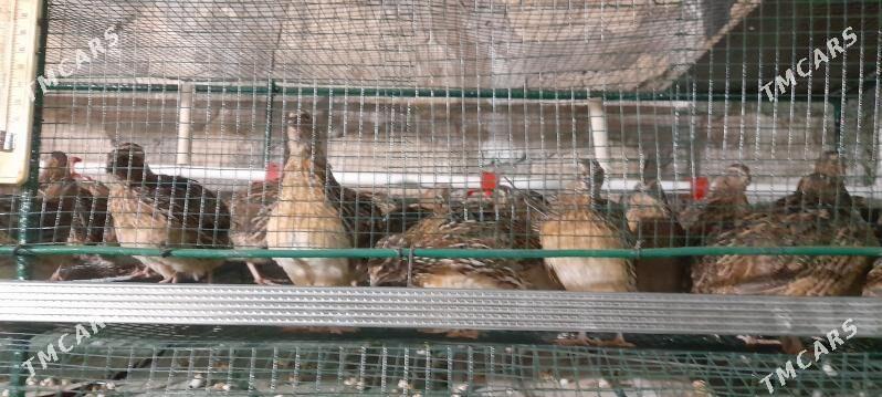 bedene - Kerki - img 2