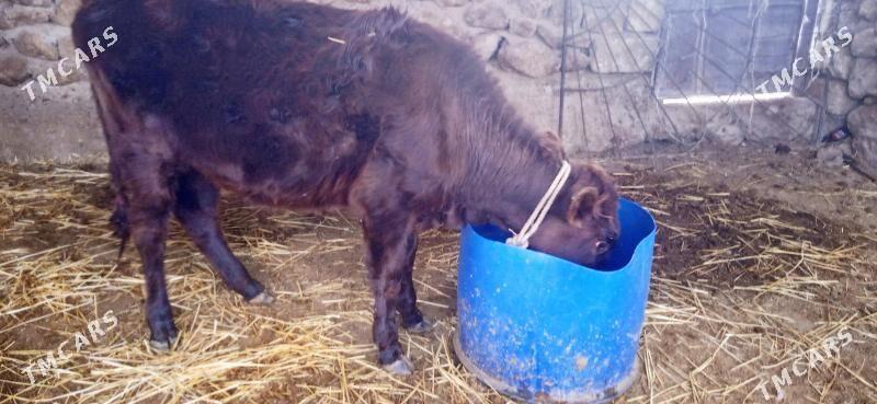 окуз - Джебел - img 5