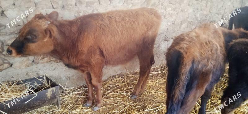 окуз - Джебел - img 3