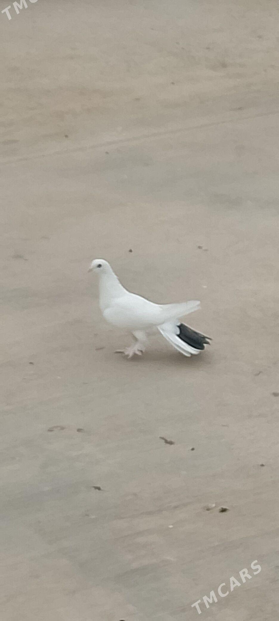 kepderi - Чоганлы - img 2