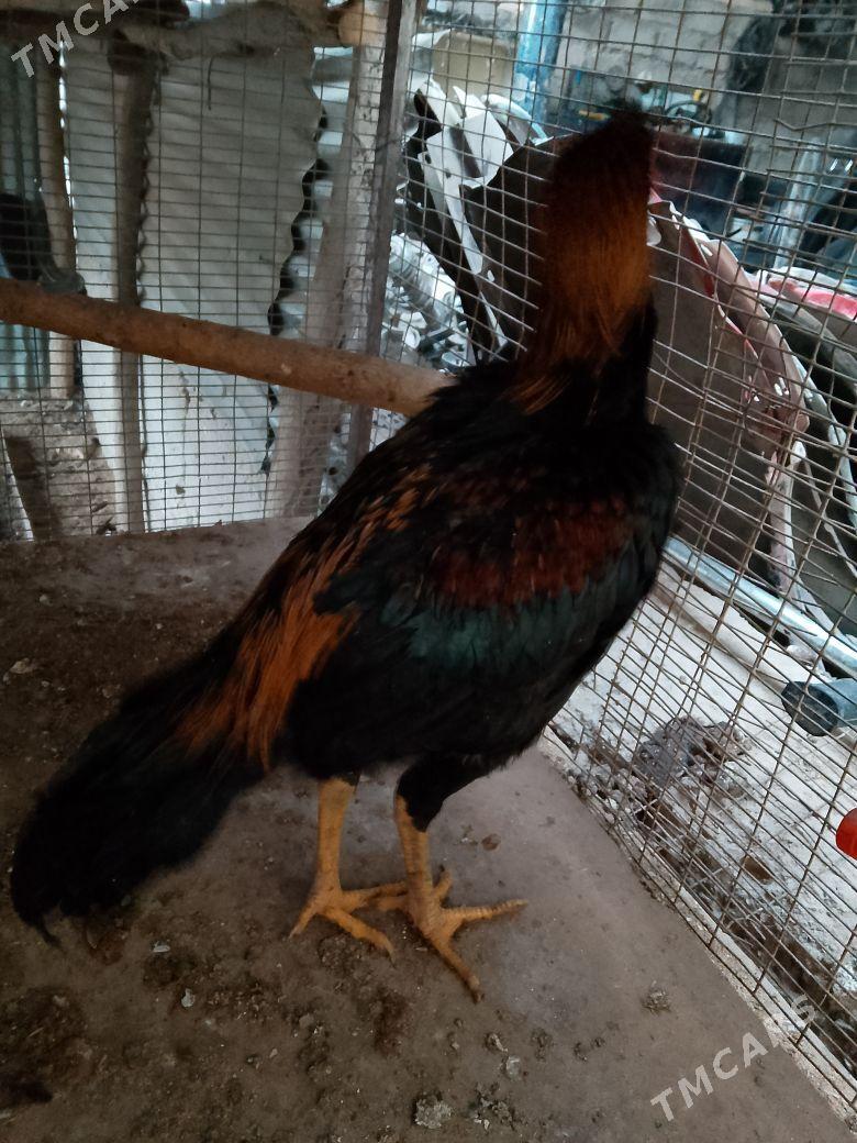 horaz - Чарджоу - img 4