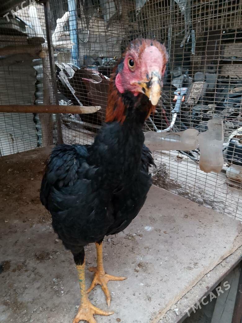 horaz - Чарджоу - img 5