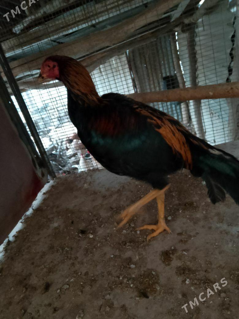 horaz - Чарджоу - img 3