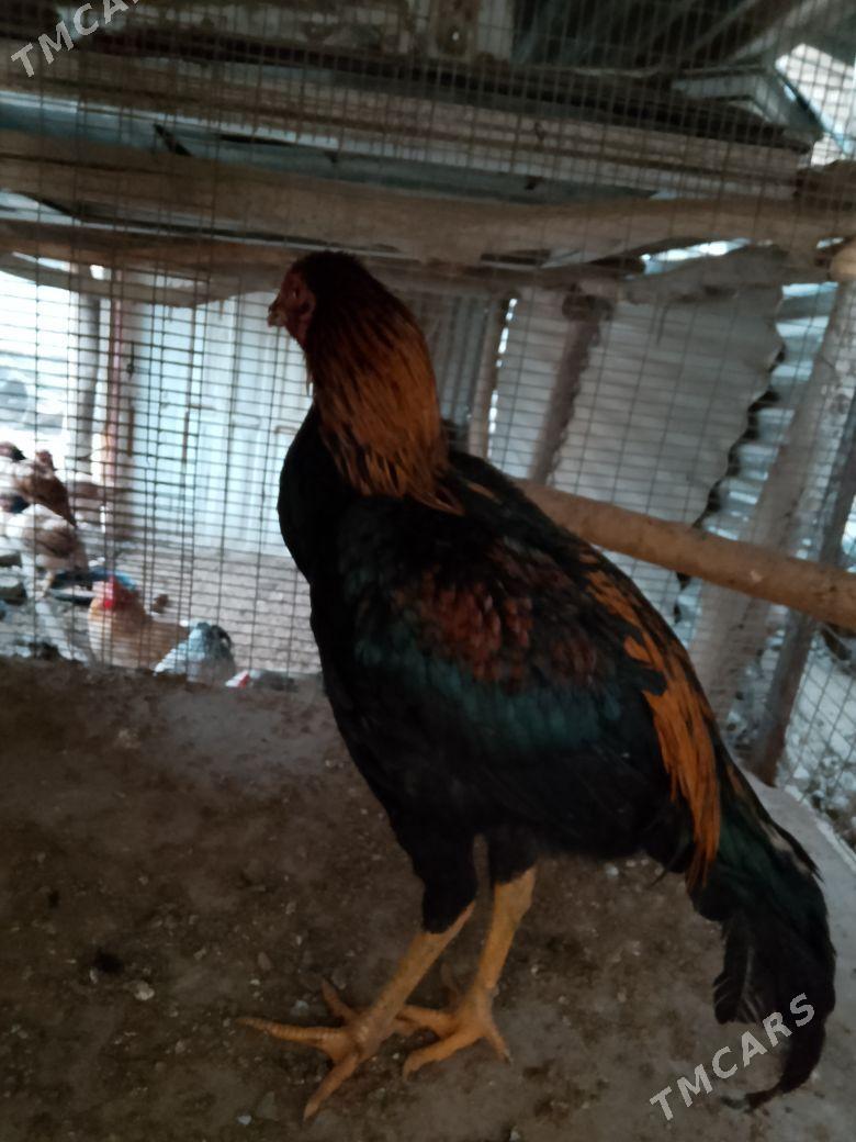 horaz - Чарджоу - img 1