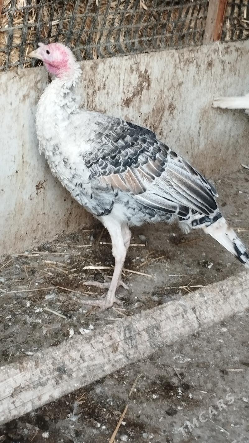 induk - Гызыларбат - img 2