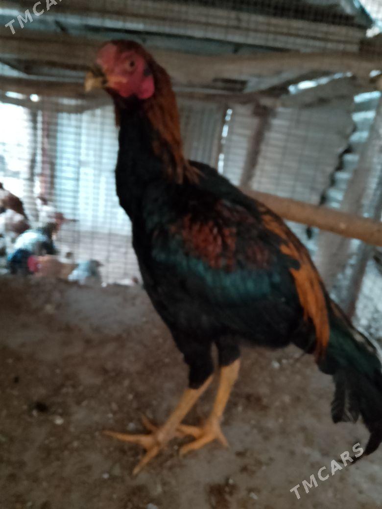 horaz - Чарджоу - img 2