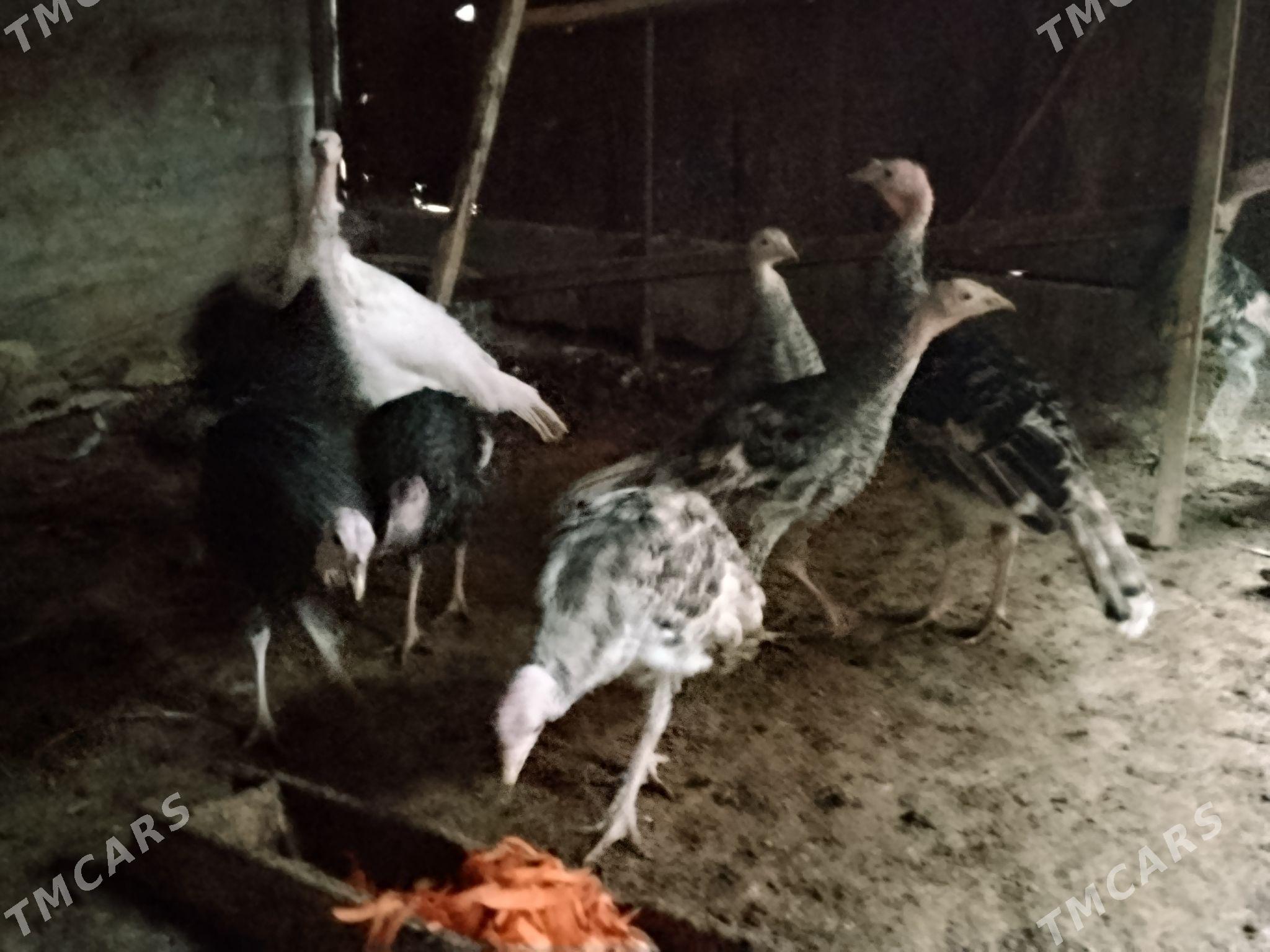 İnduk - Ашхабад - img 1