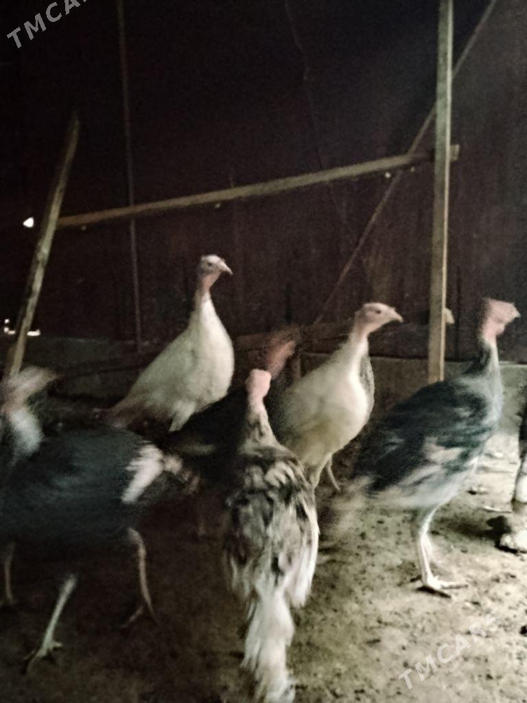 İnduk - Ашхабад - img 2