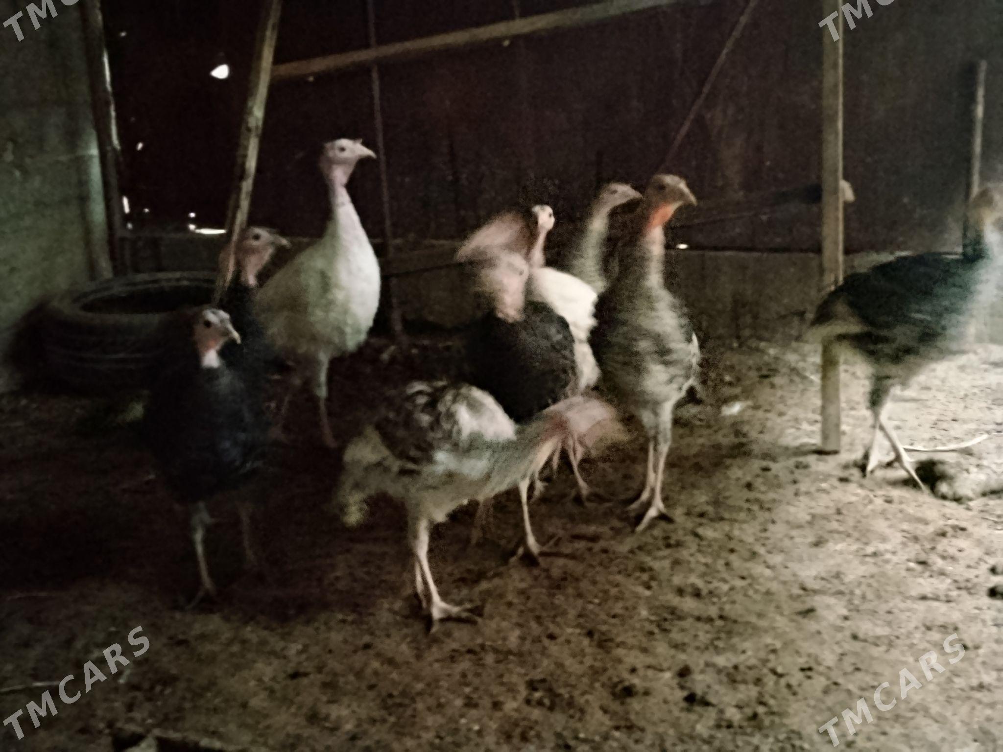 İnduk - Ашхабад - img 3