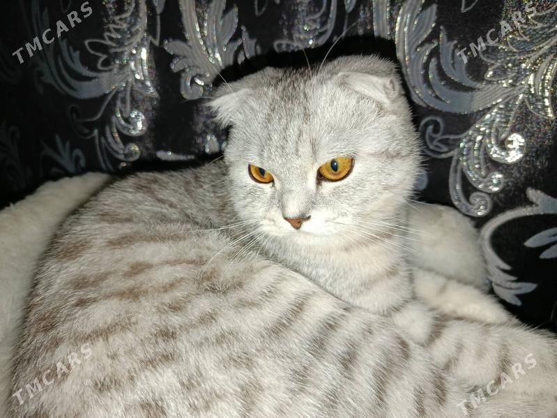 Кот - Туркменабат - img 3